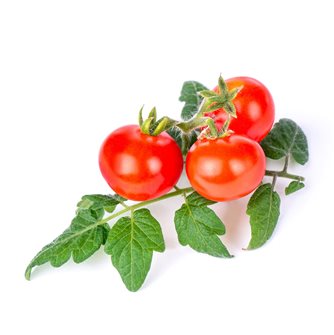 Mini tomate rouge recharge Lingot pour potager Véritable